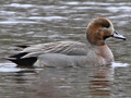 Gadwall x Eurasian Wigeon hybrid